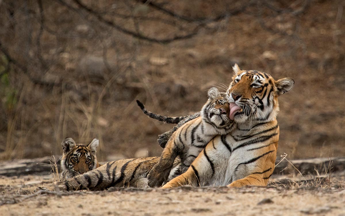 Watch Bengal Tiger