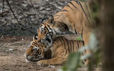 Current Status of Tigers in Ranthambhore ( 8/10/19)