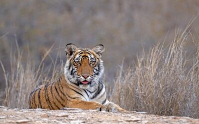 Rajasthan’s Tiger and Ranthambhore’s Tourism Evolution: A Data-Driven Analysis