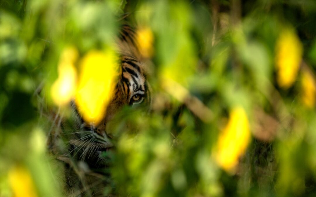 Uncovering the Mystery of Ranthambhore’s Missing Tigers