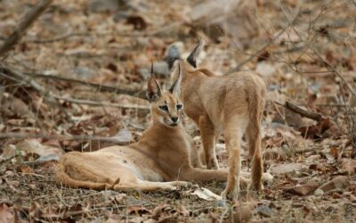 Ecology Notes 2: The Role of Moderate Disturbance in Shaping Caracal Populations and Biodiversity in Dholpur and Kailadevi Forests