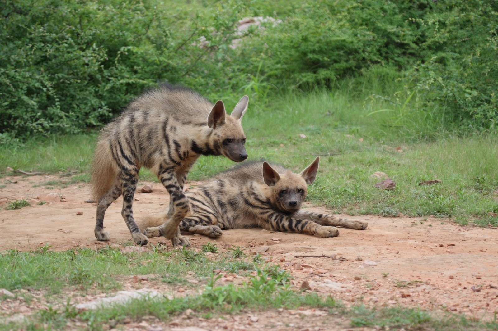 Wild and free: In the heart of the wilderness, these striped wonders roam.