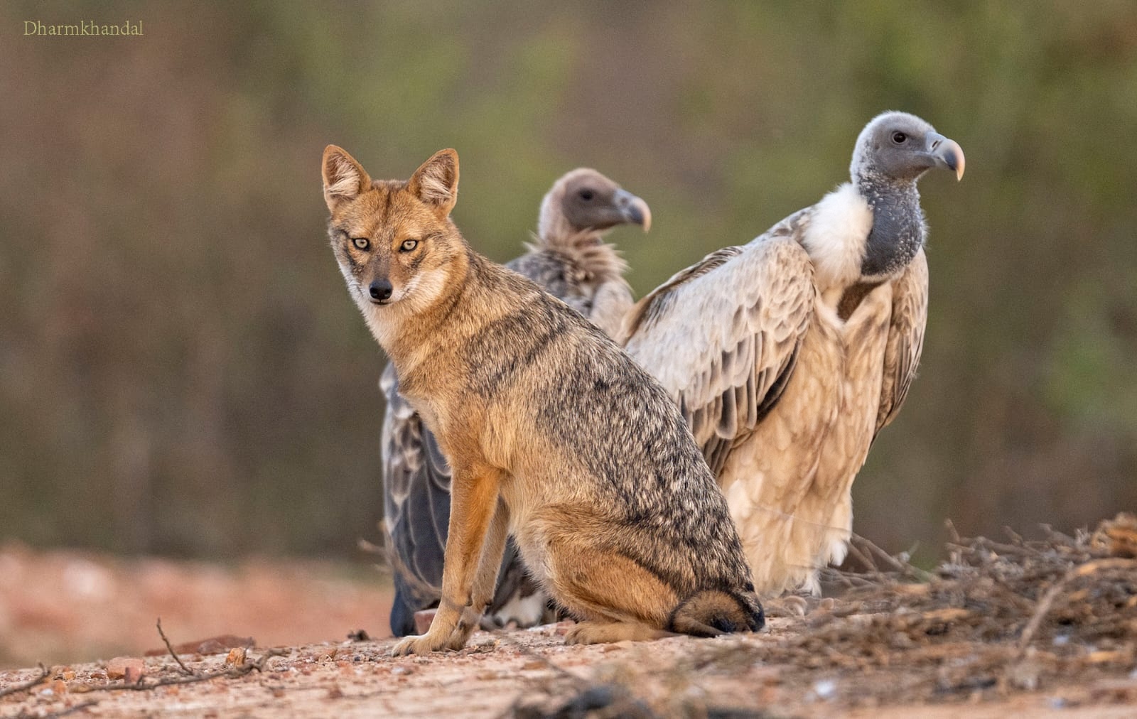 Watchful eyes: A moment of peaceful coexistence in the wild.