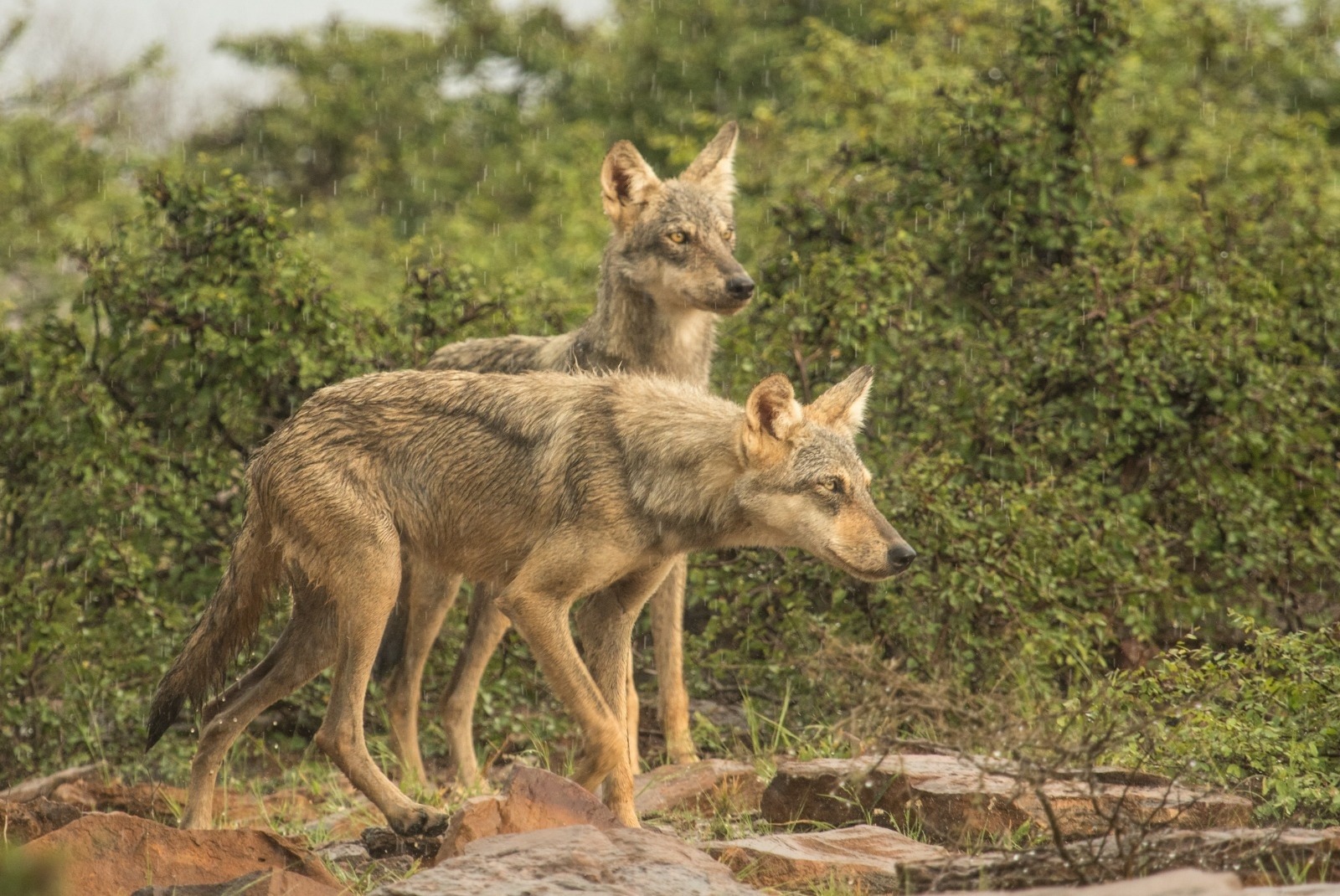 A watchful pair: Two Indian wolves stand tall in the rain.