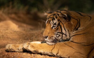 Ecology Notes 1: Why Are the Bodies of Naturally Deceased Tigers Rarely Found?