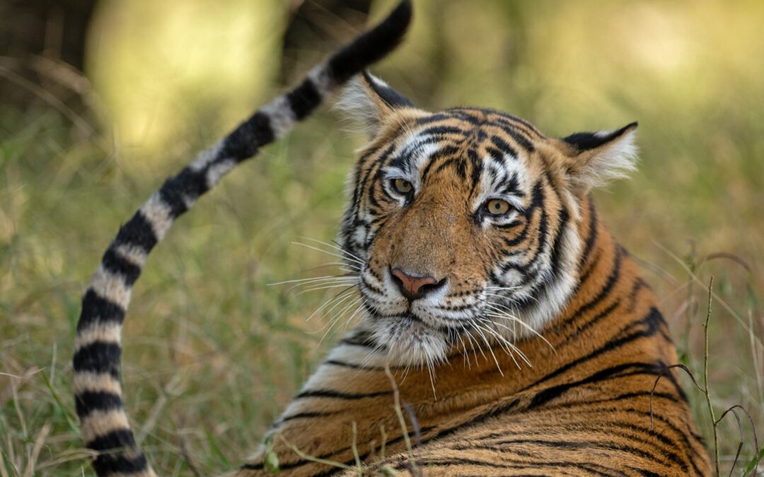 Ranthambhore: A Tiger Reserve Requiring Scientific & Delicate Management