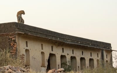 The ‘Ecological Trap’: Why Our Efforts to Protect Leopards Are Fueling Conflict in Jaipur