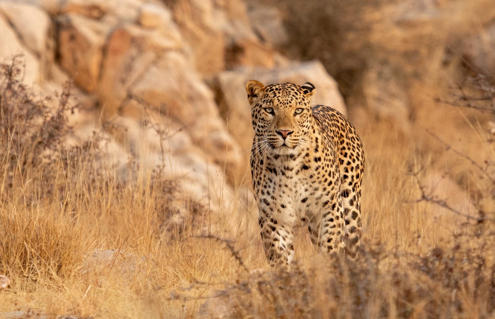 IMG-20251130-WA0023 Leopards are often caught in Jaipur and released elsewhere, which gives rise to new problems (Photo: Dharmendra Khandal).