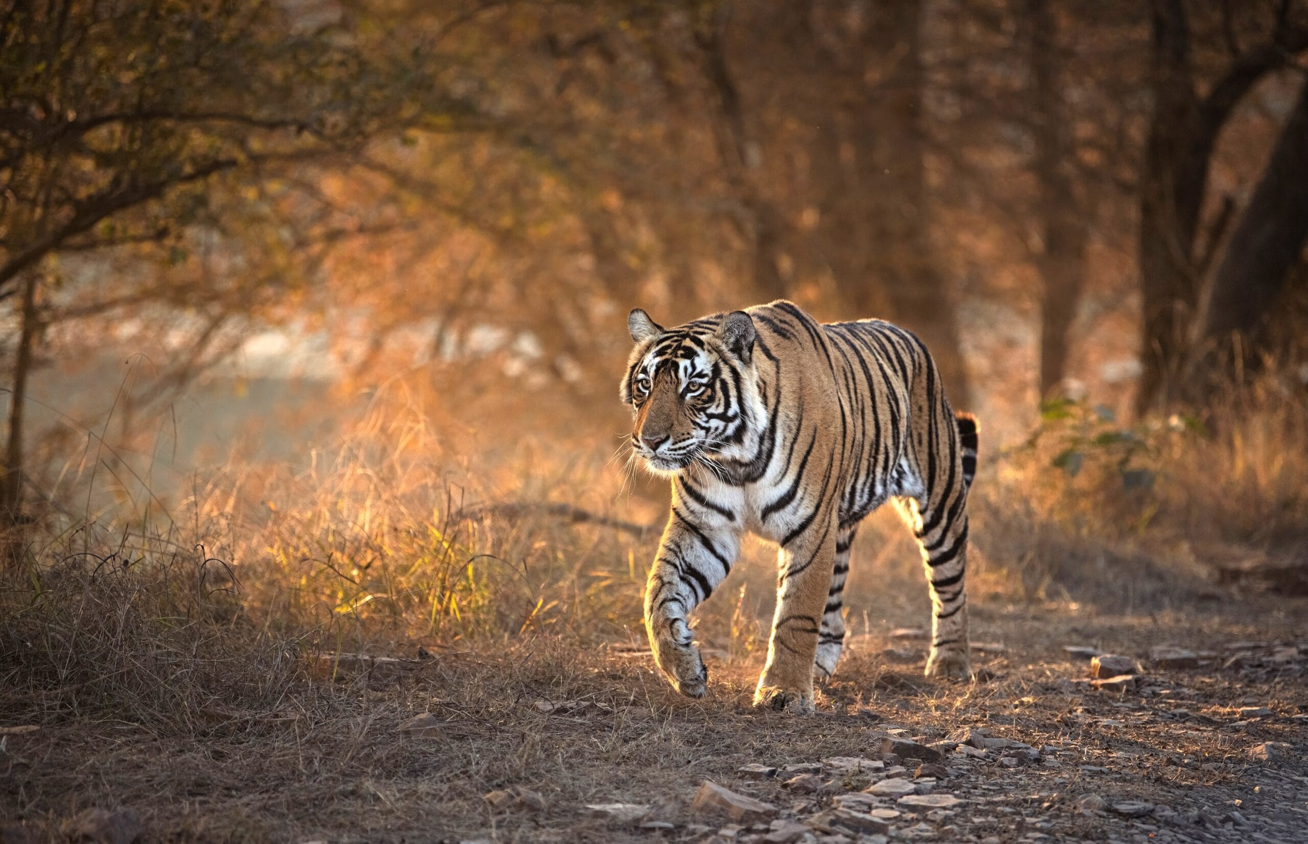Human Wildlife Conflict Ranthambhore Leopards are often caught in Jaipur and released elsewhere, which gives rise to new problems (Photo: Dharmendra Khandal).
