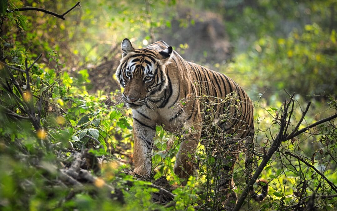 Blaming Tourism Is Easy. Understanding Tigers Is Harder