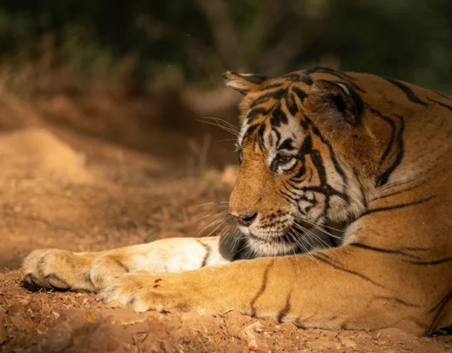 Tiger fashion Watch